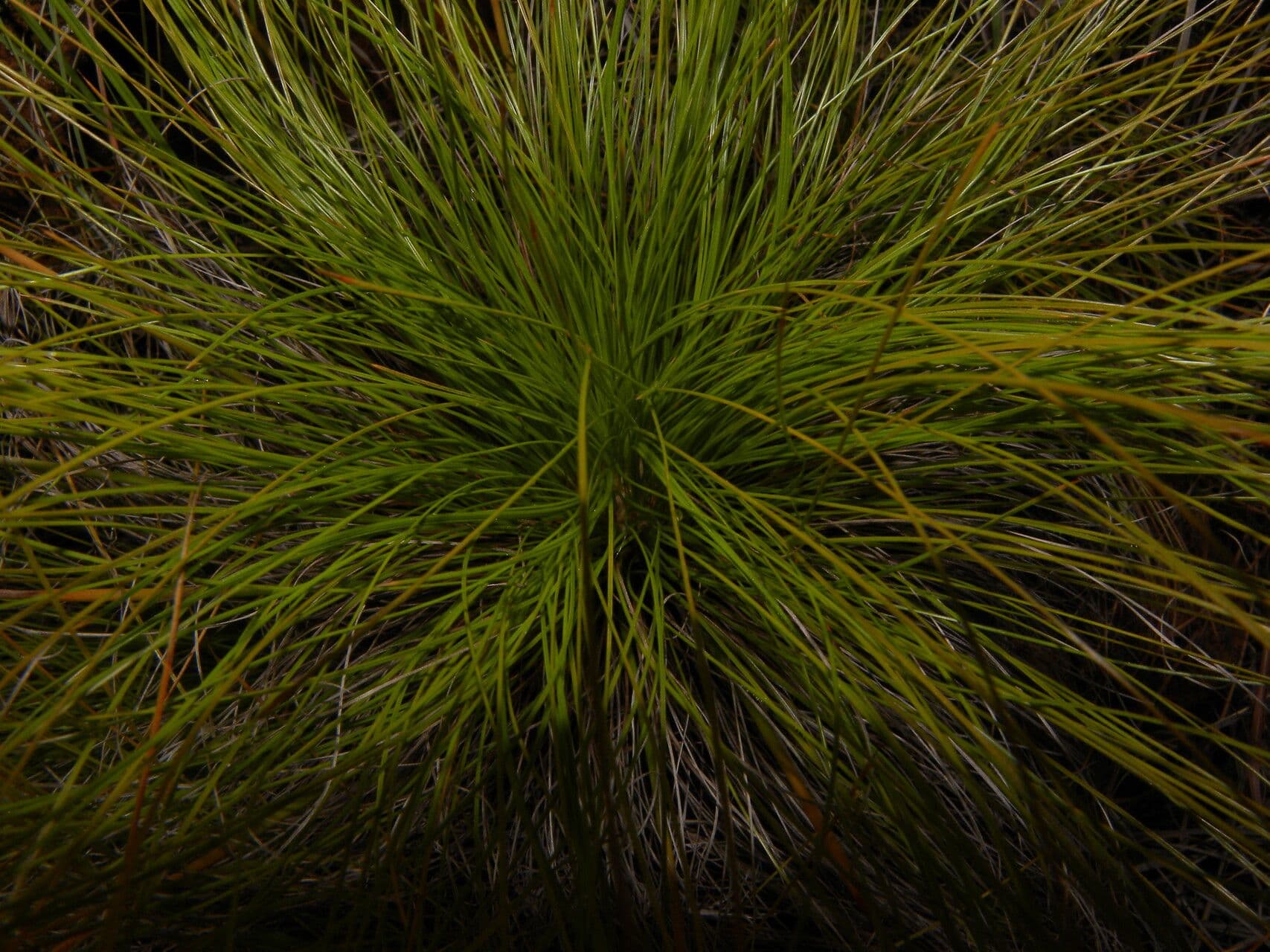 Bulbostylis paradoxa 2