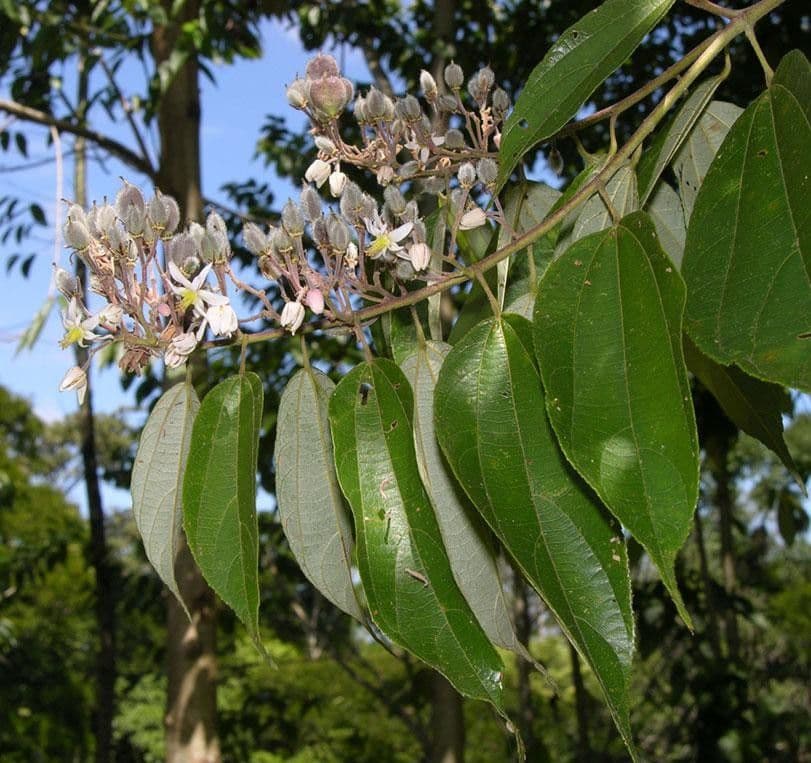 Trichospermum di Lessert 6