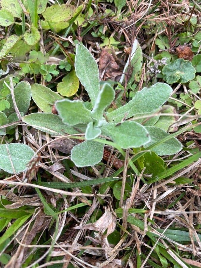 Antennaria parvifolia 13