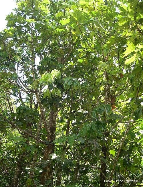 Acropogon macrocarpo 8