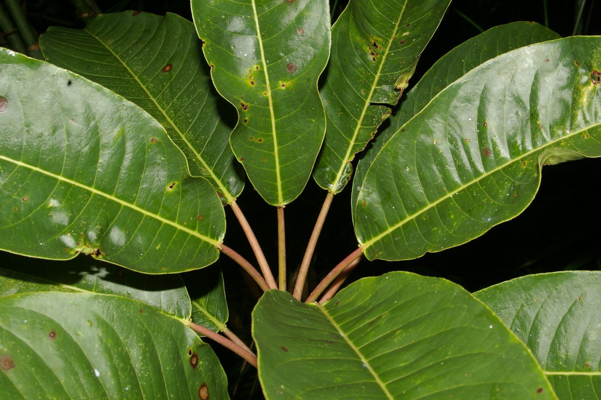 Sapium 5