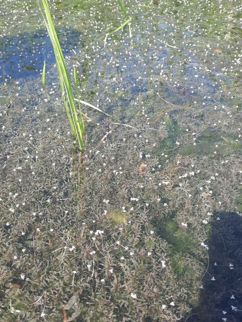 Elodea de Canadá 5