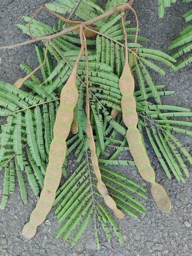 Anadenanthera peregrina 2
