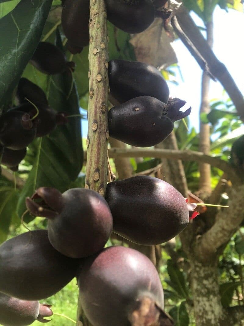 Barringtonia