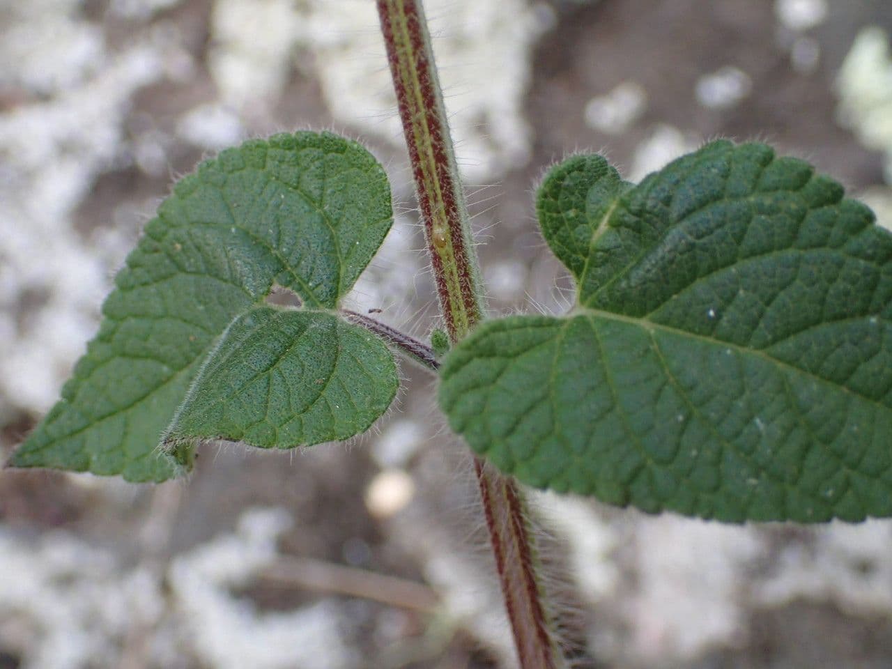 Salvia scarlatta 19