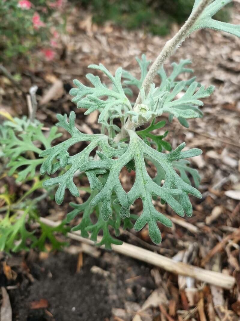 Fiore di flanella 10