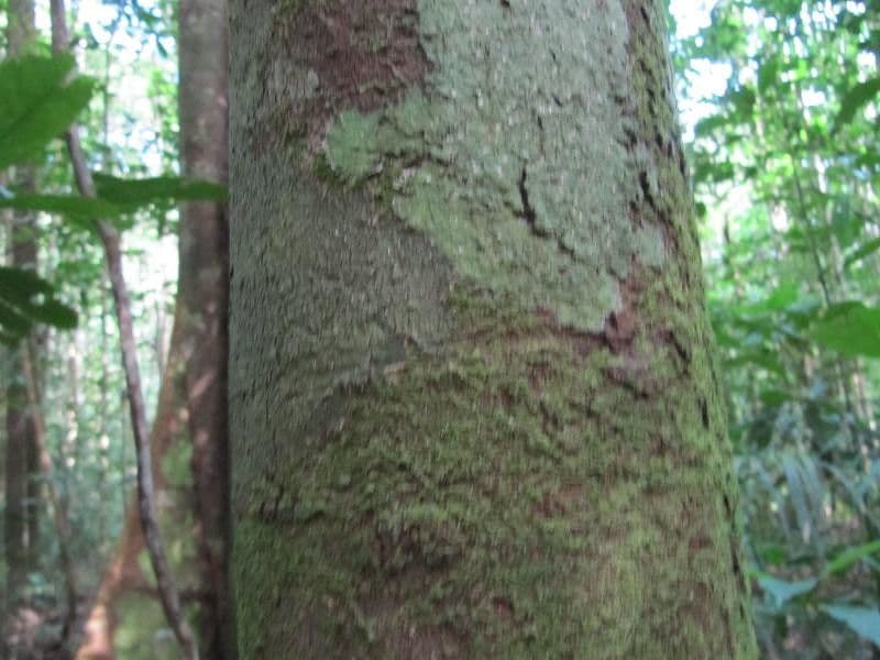 Xylopia 3