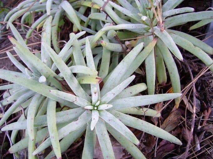 Dudleya verde 2