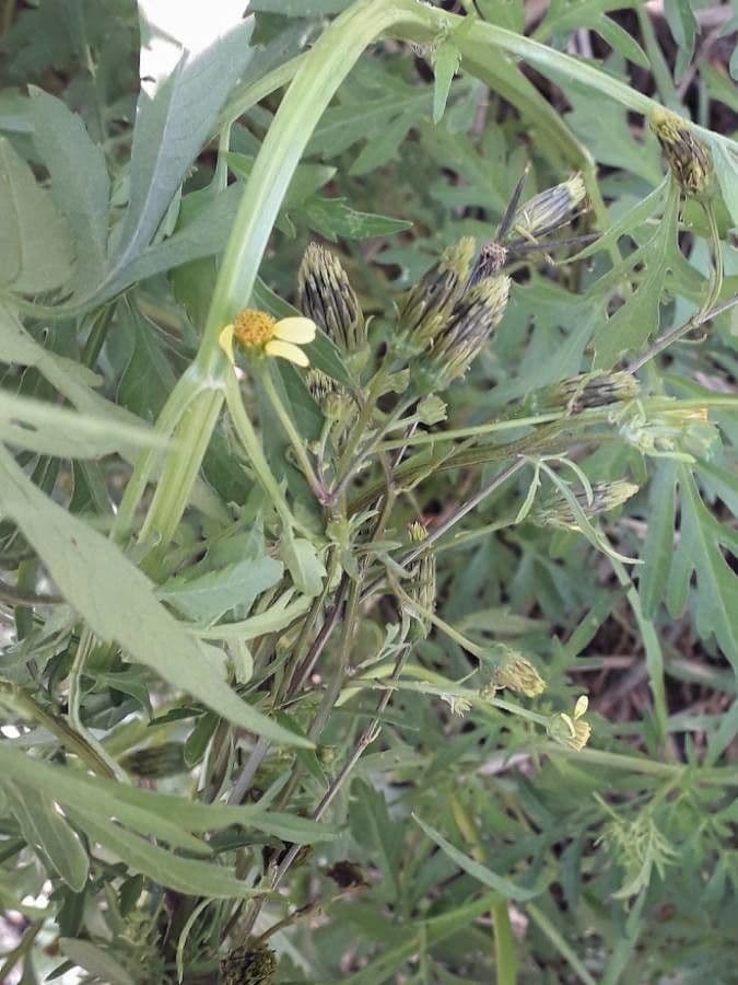 Bidens bipinnata 9