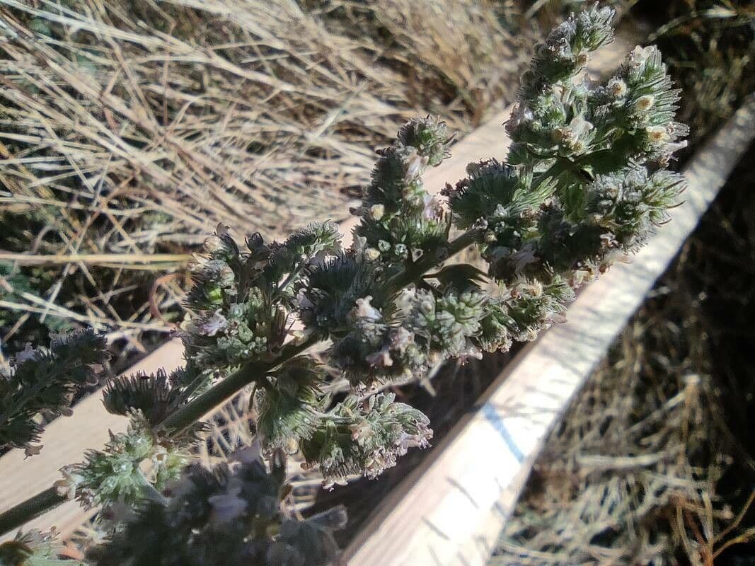 Mesosphaerum hřebenaté 3