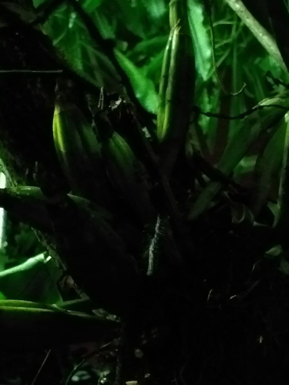 Pianta formica 3