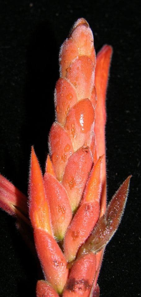 Aphelandra 5