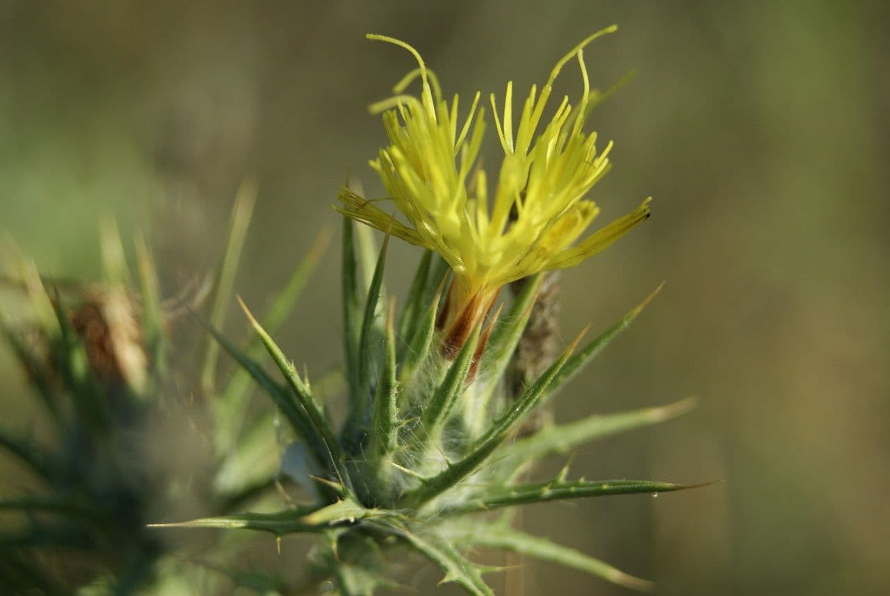 Centaurée de Malte 10