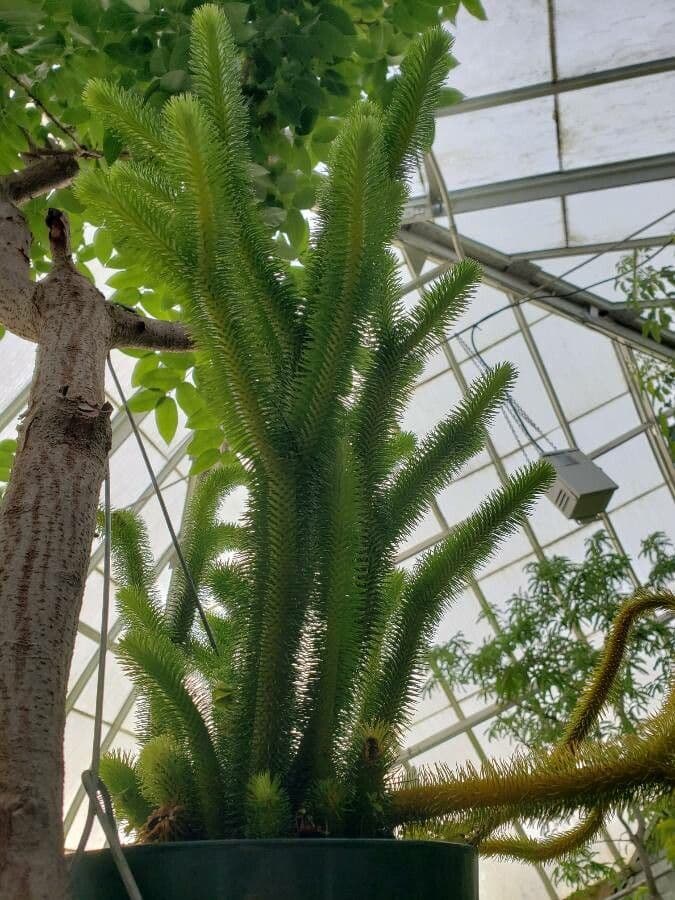 Huperzia squarrosa