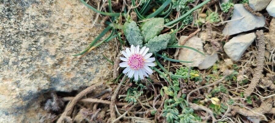 Senecio 3