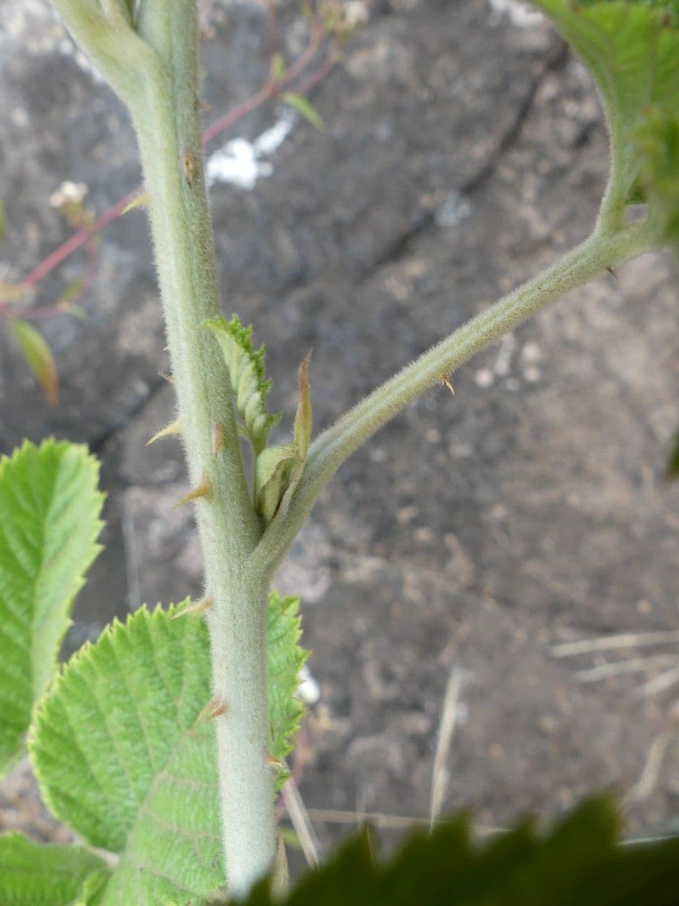 Rubus apetalus 15