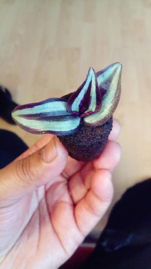 Tradescantia 29