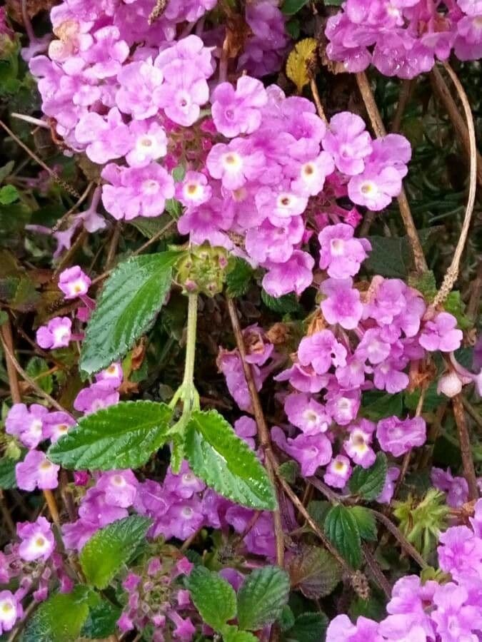 Eliotropio arboreo 15