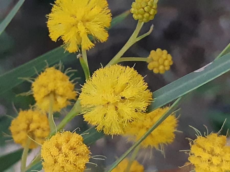 Mimosa dorata 10