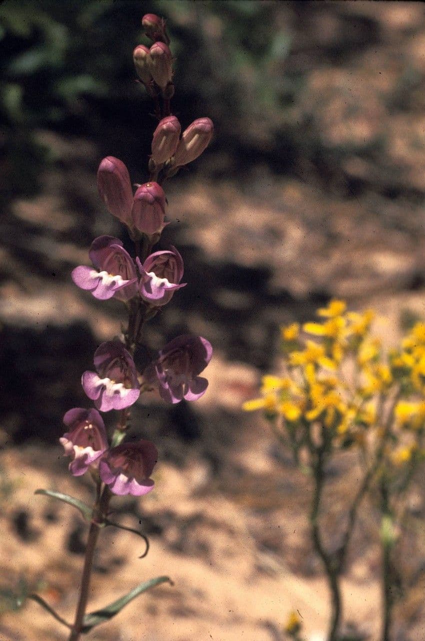 Smoothleaf beardtongue 6