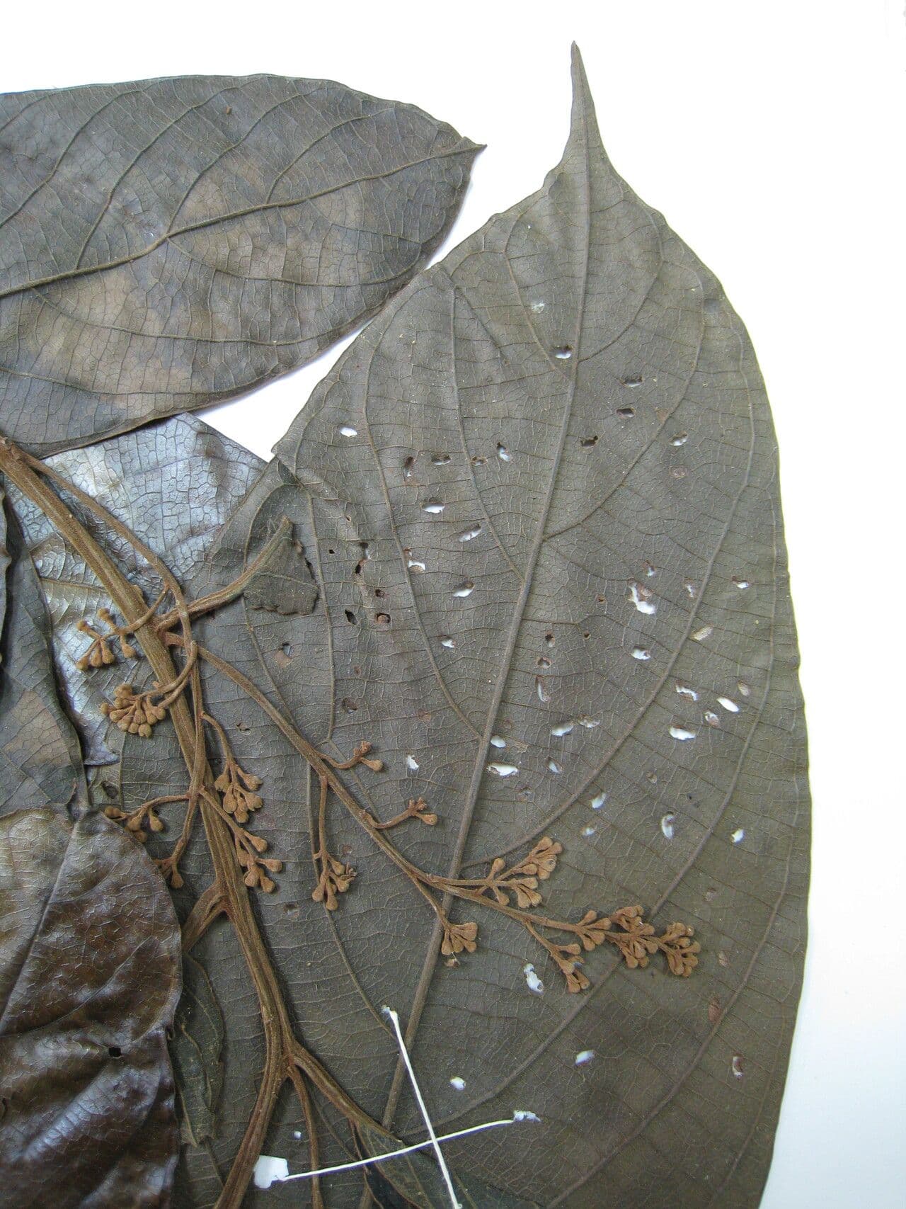 Rhodostemonodaphne 23