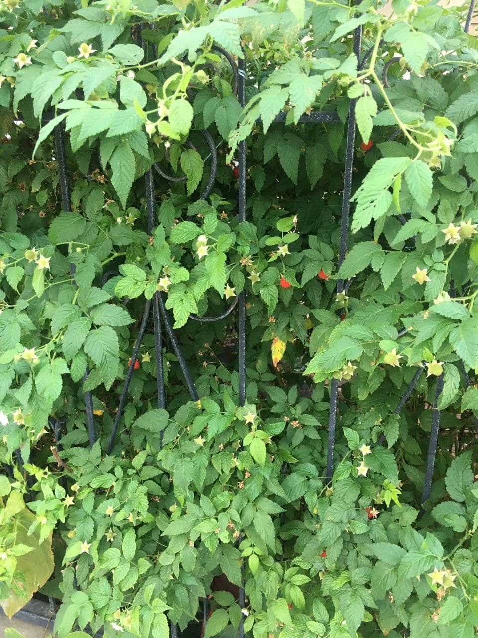 Rovo rosifoglio 28