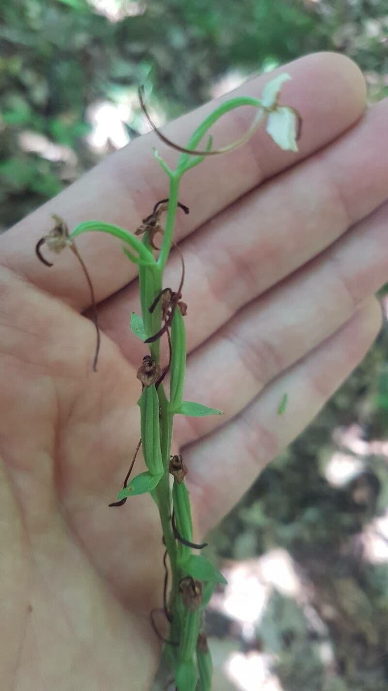 Platantera verdastra 2