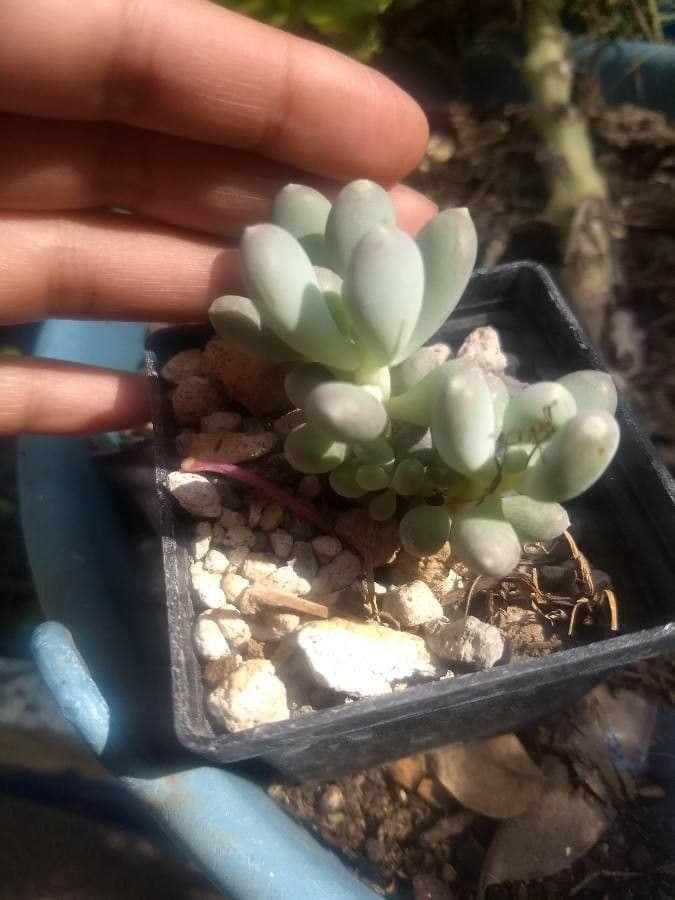 Pachyphytum 4