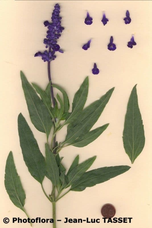 Mealy Sage 26