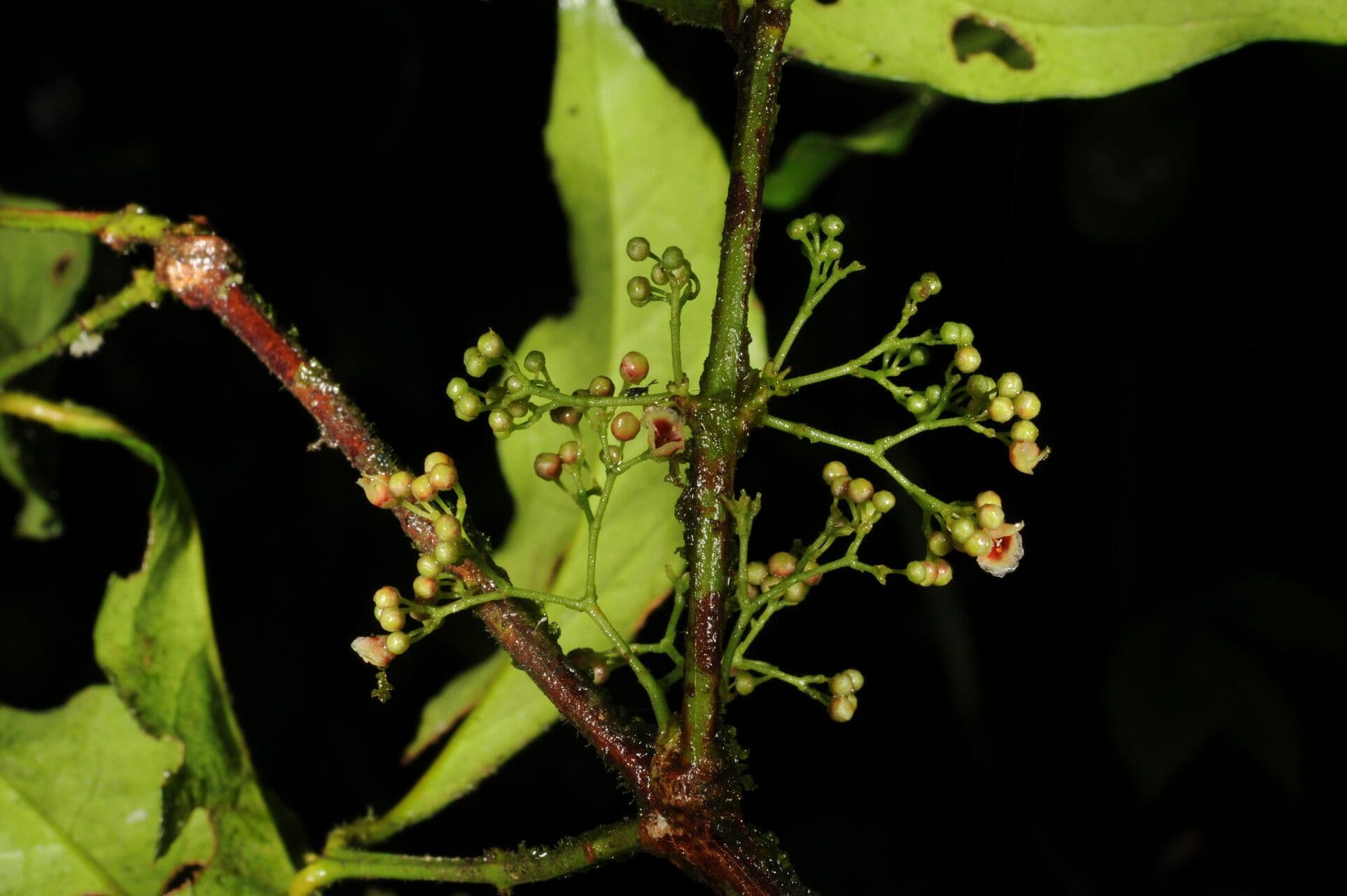 Crossopetalum 8