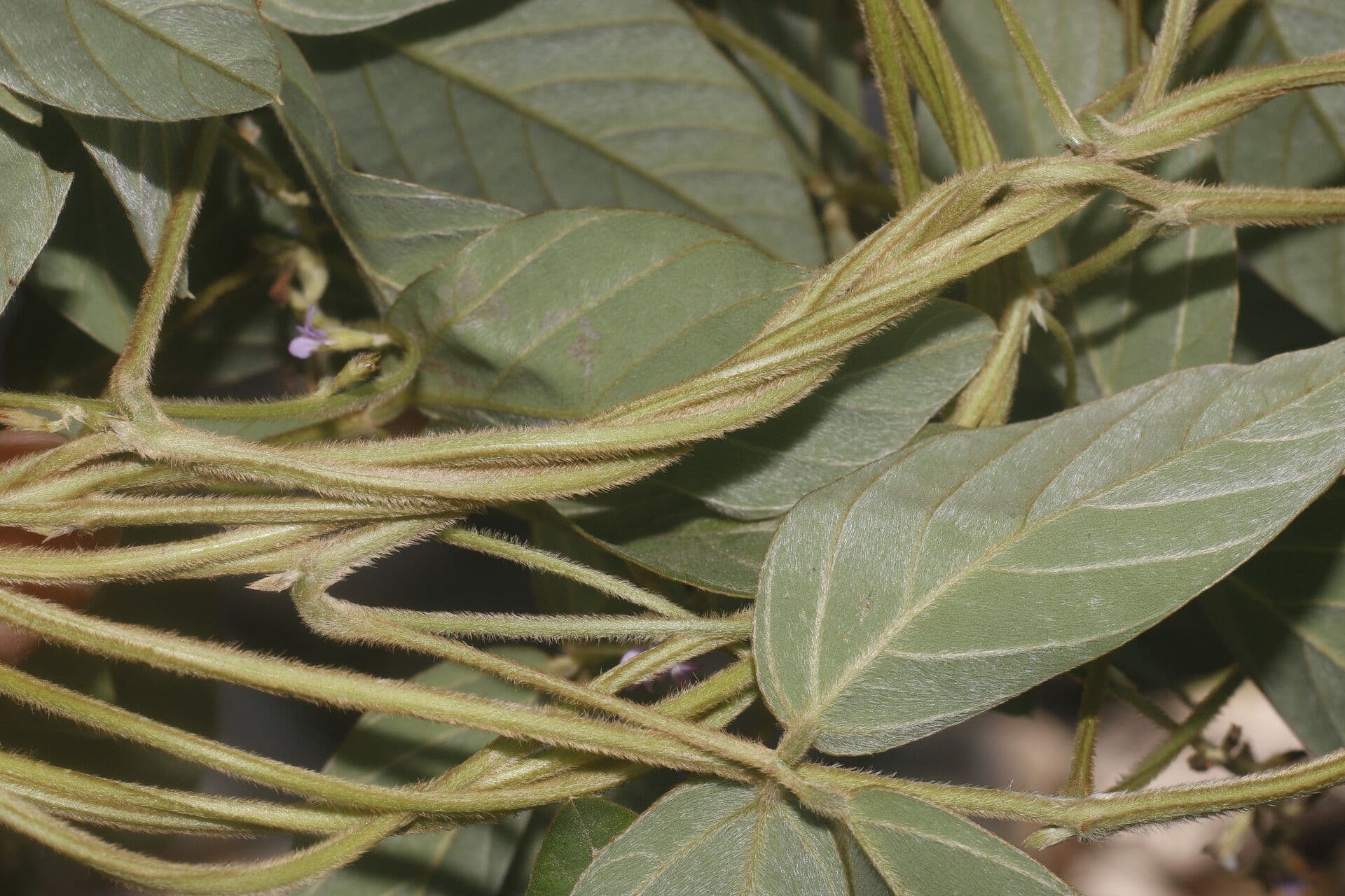 Teramnus uncinatus 2