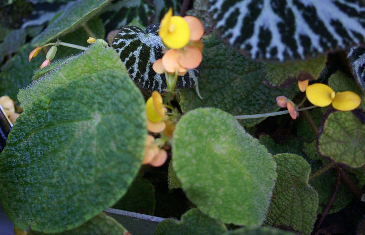 Begonia 6