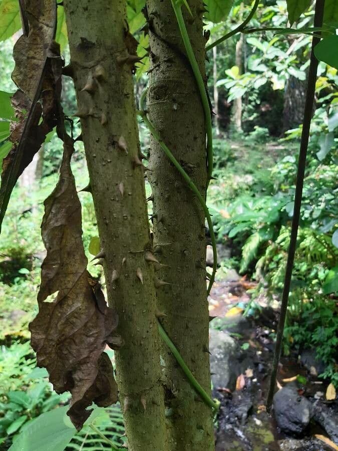 Tetrapanax papyrový 21