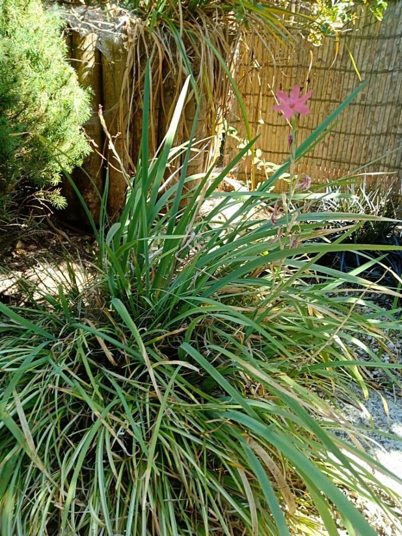 Hesperantha 7
