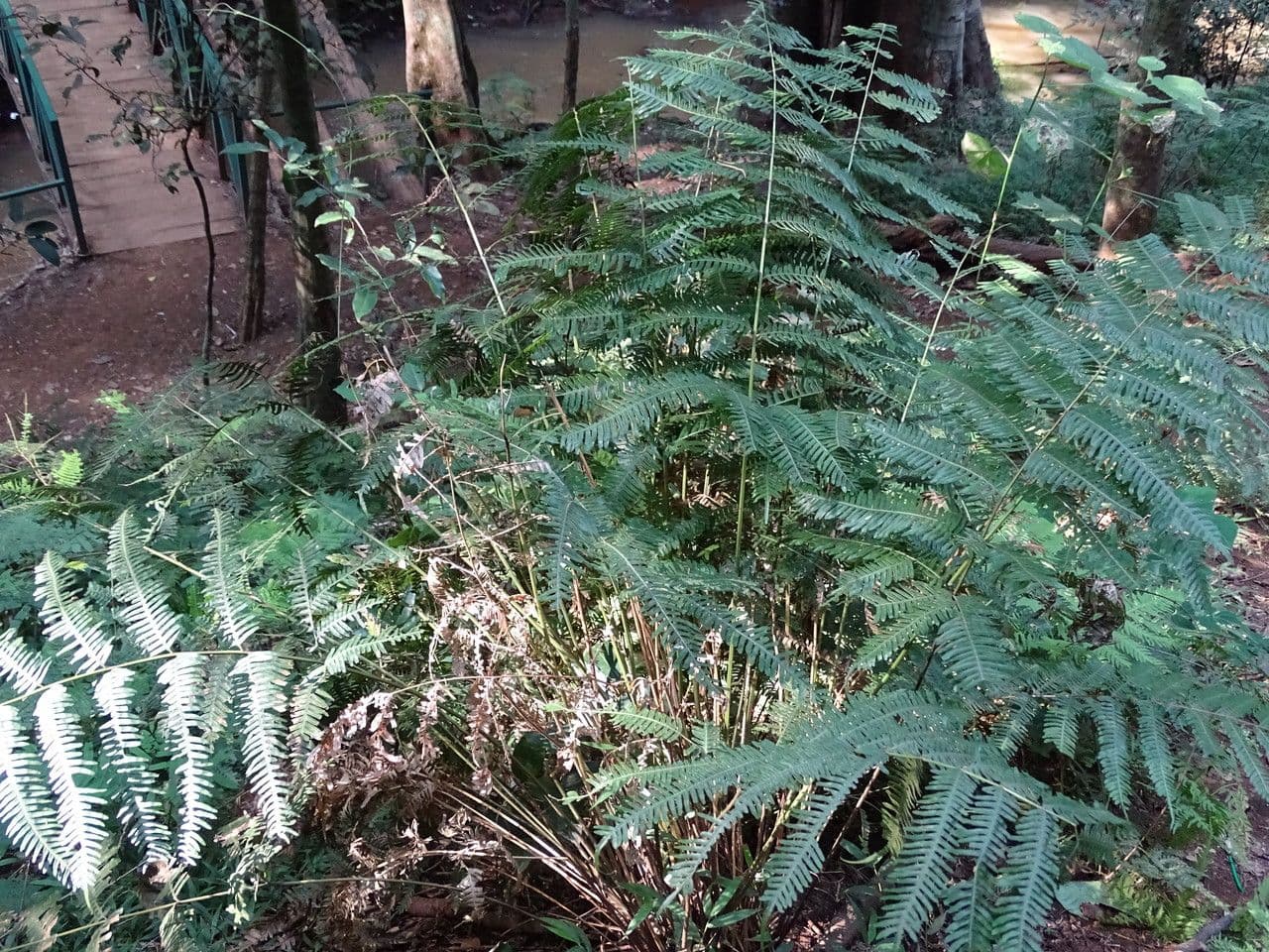 Dicranopteris linearis 6