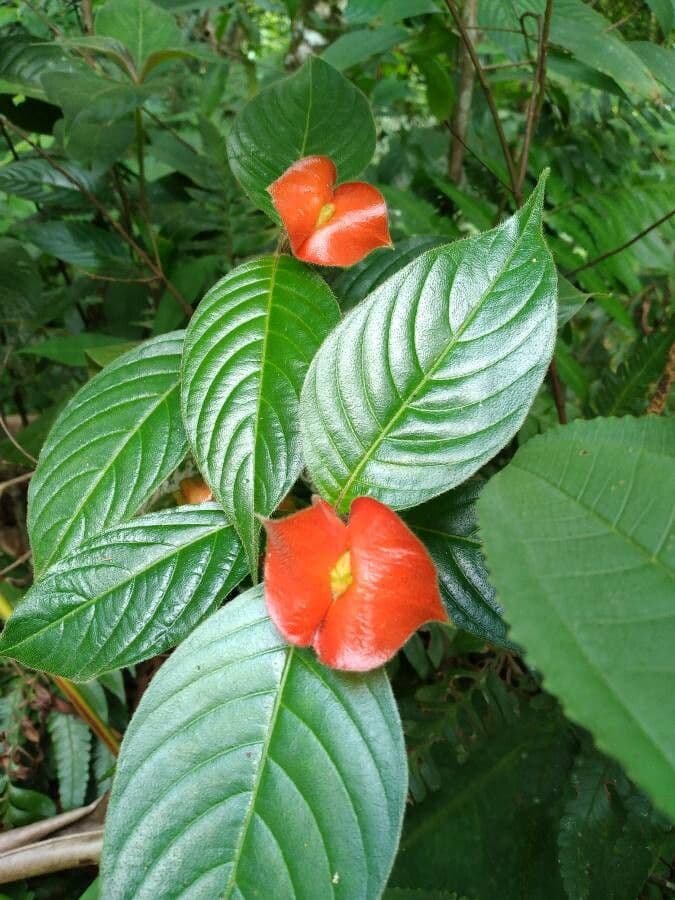 Palicourea tomentosa 6