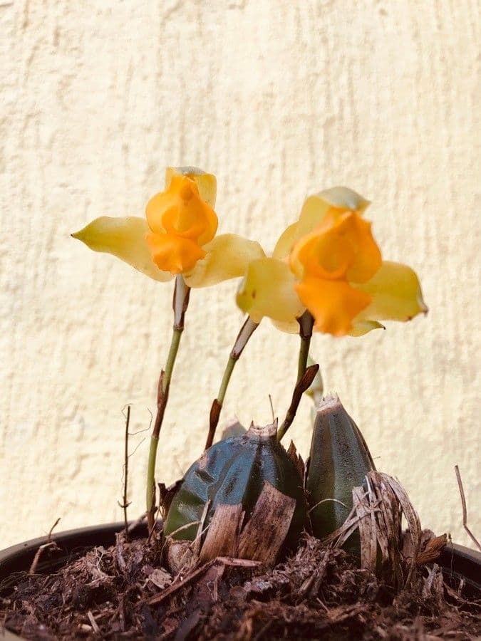 Lycaste 6