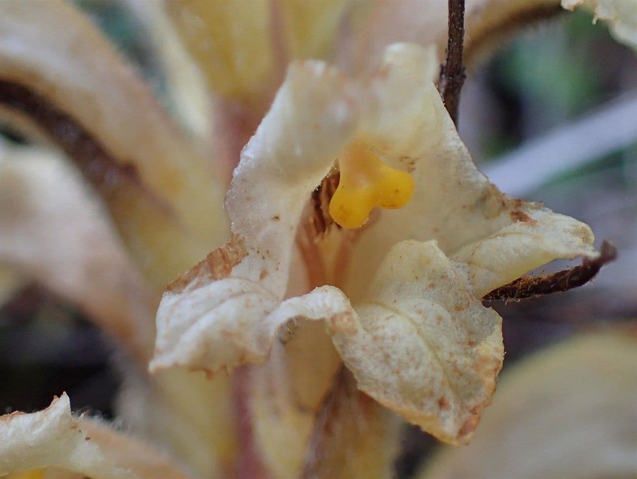 Orobanche gialla 9
