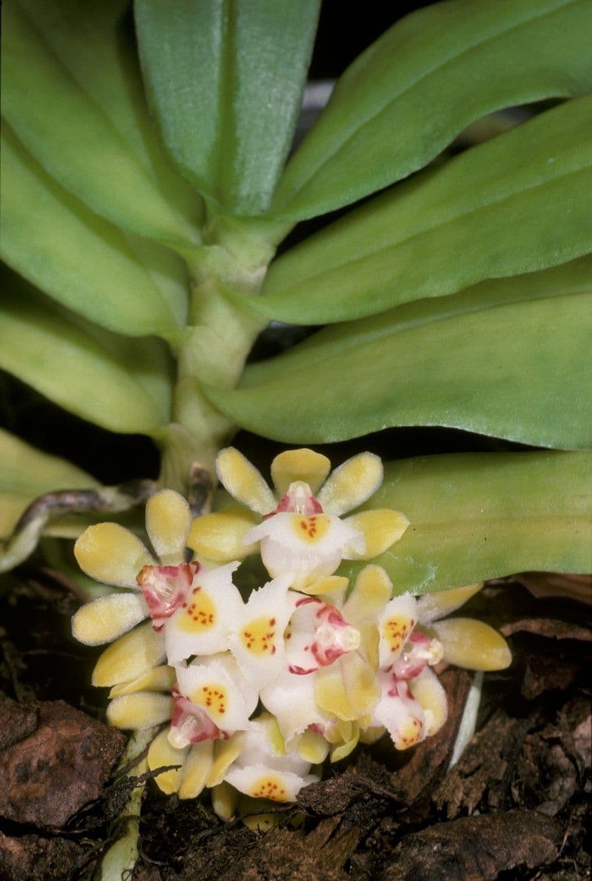 Gastrochilus