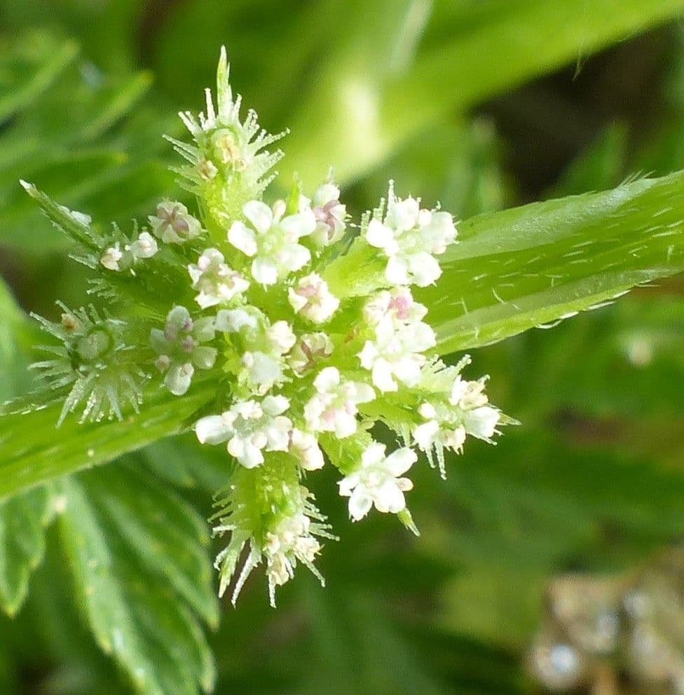 Lappola nodosa 9
