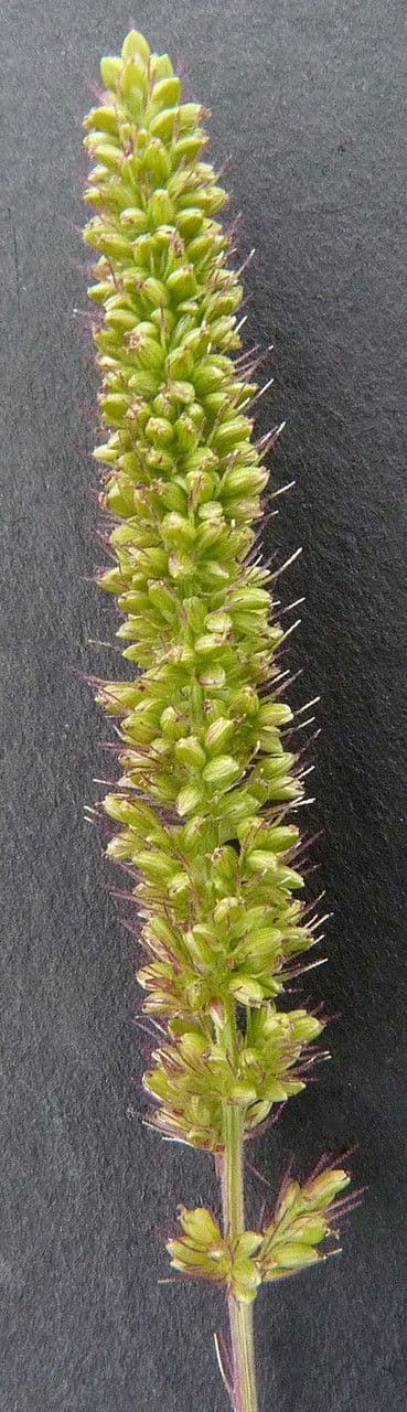 Pabbio verticillato 28