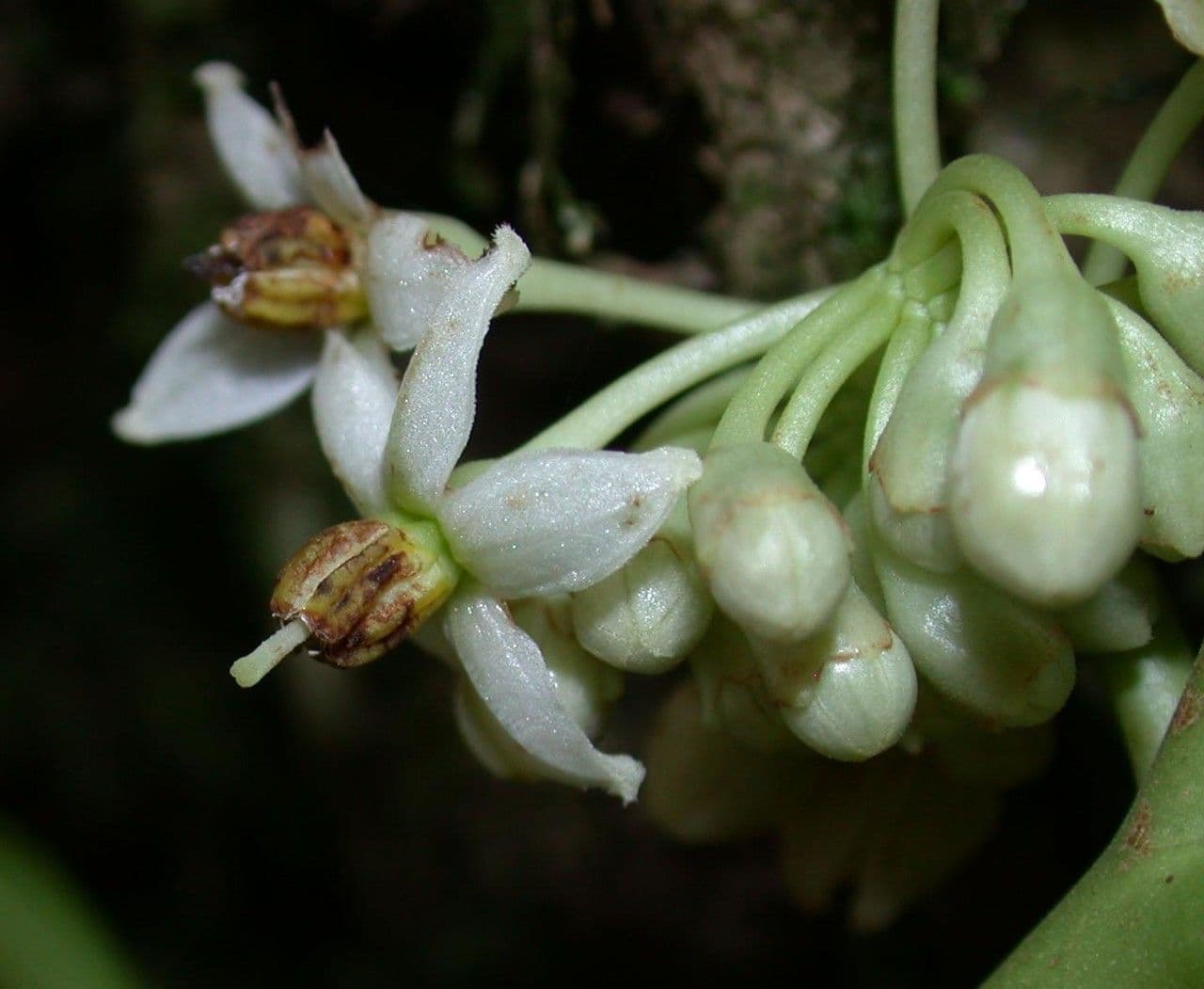 Solanum 3
