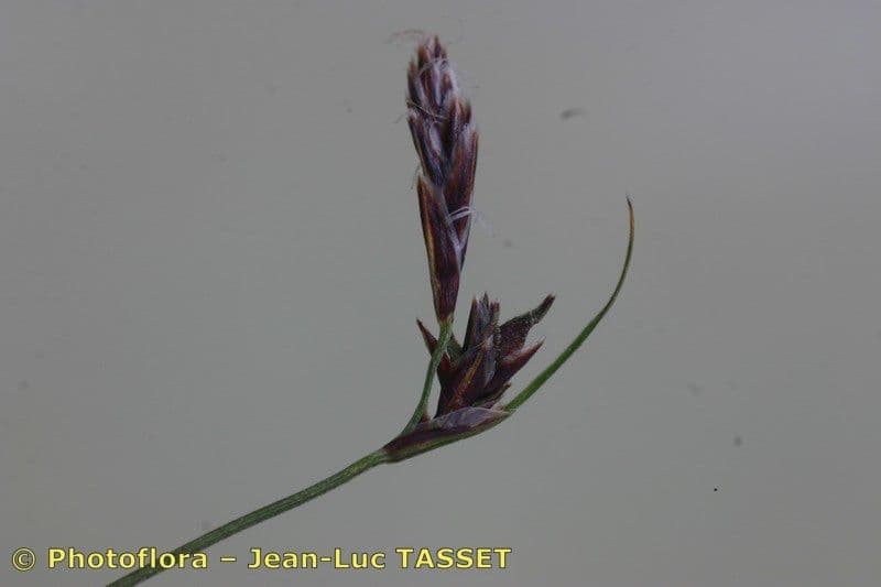 Carex mucronata 7