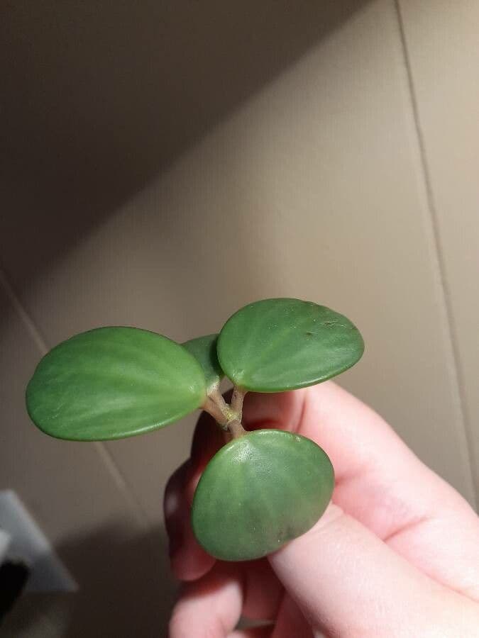 Peperomia 10