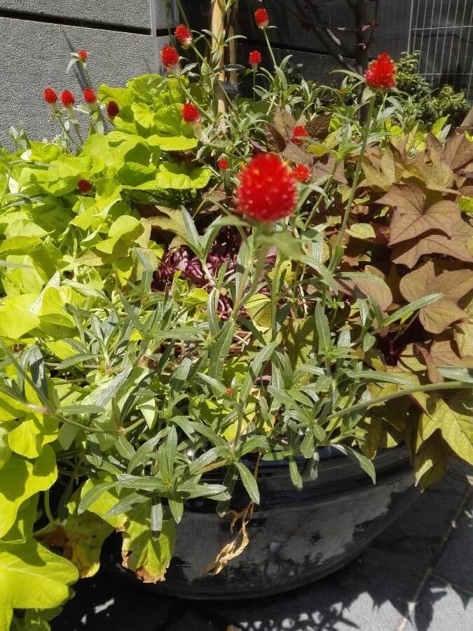 Gomphrena 8