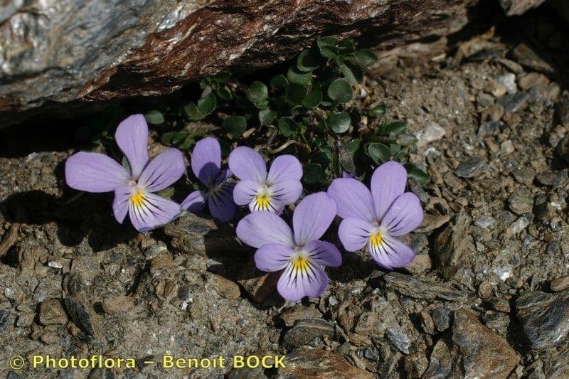Viola 8
