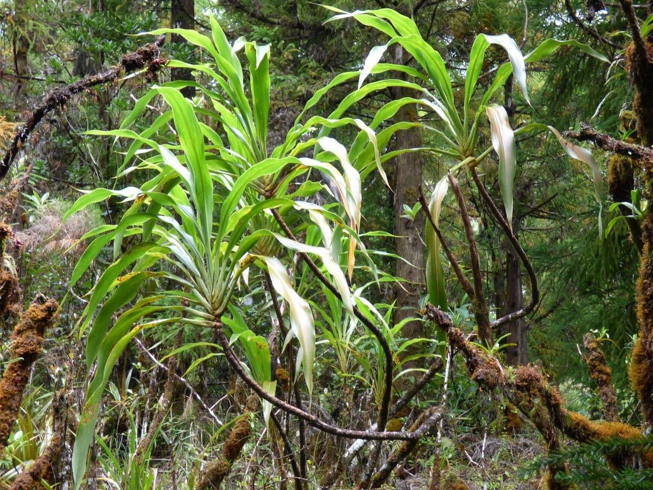 Cordyline mauritiana 14