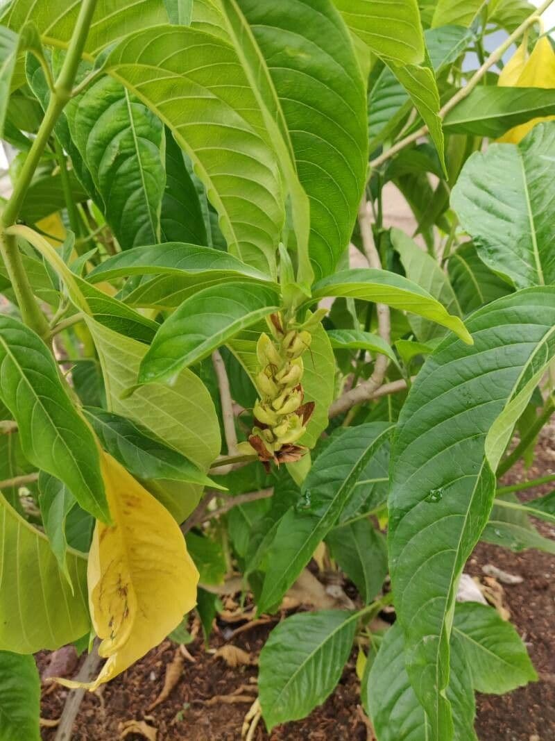 Noce di Malabar 12