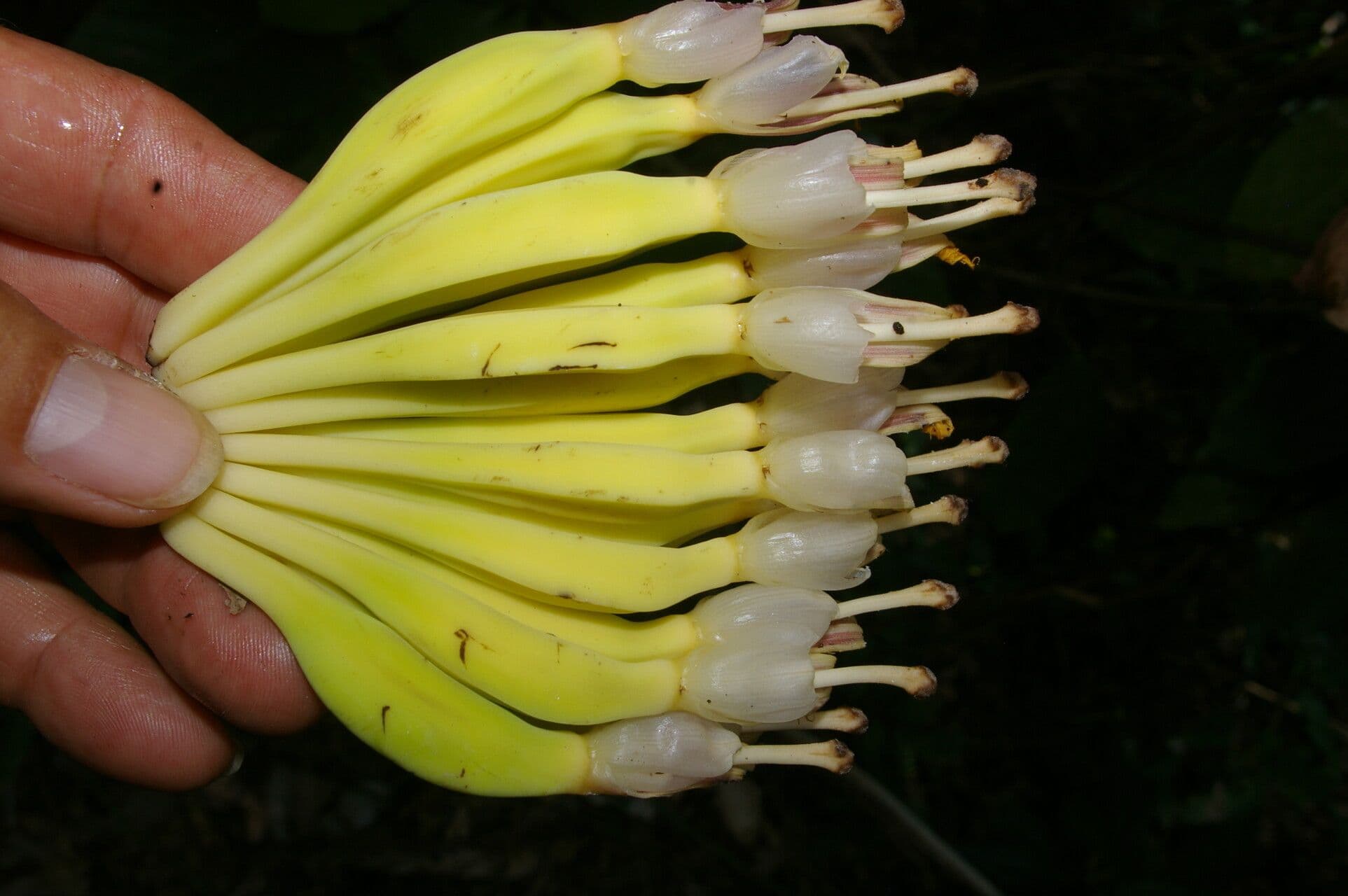 Abaca 2