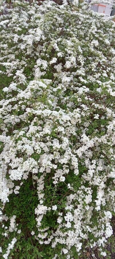 Spirea giapponese 12